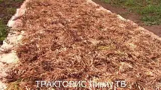 ✔ТРАМБОВАНИЯ ФАСОЛИ