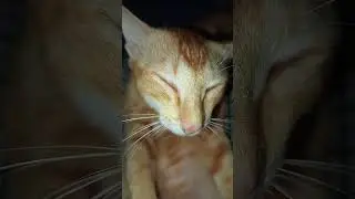 #cat #oyen #kucingkampung
