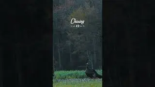 Chasing 49 Shorts: Wheat Field Trio #shorts #chasing49