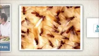 ProForce Pest Control