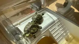 Sunbathing turtles