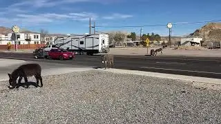 Nevada Donkeys - US 95 HWY