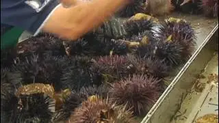 Sea Urchin Processing Center in San Diego, California