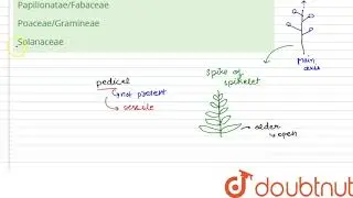 Spike of spikelets inflorescences commonly occurs in :- | 12 | STRUCTURAL ORGANISATION IN PLANTS...