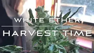 White Ether Strain Harvest time