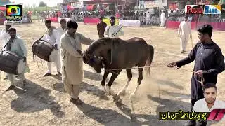 Nagina ll Malik Riaz Watto  ll Horse ll Dance ll Mehmood Pura Nankana ll 1 October 2022