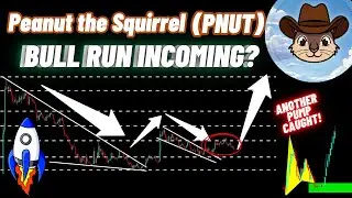 Peanut the Squirrel Coin Bull Run Update! | PNUT Crypto News