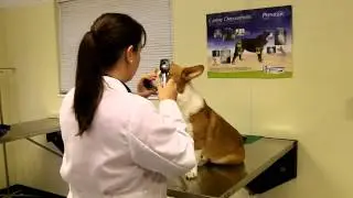Canine Physical Exam