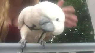 🦜 Moluccan Cockatoo's First Summer Adventure: Harness Training Success! | Cute Bird Throwback 🌞