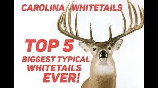 Top 5 Biggest Typical Whitetails Ever!