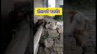 totapari bakri🐐🐐 #bakaripalan #goatstatus #ajmerbakramandi