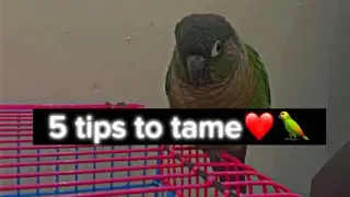 How to hand tame and free flight tame you green cheek conure in adult age ❤️