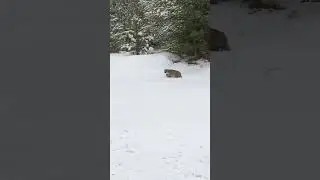 WI badger on a winter stroll
