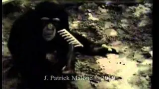 Spontaneous play imitation in a human encultured chimpanzee: Part 2 of 4