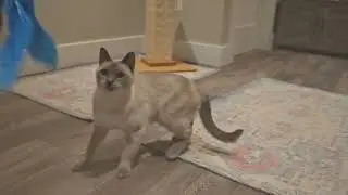 Poppy an available CFA registered Blue Point Siamese female.  