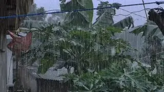 Peaceful Village Rainfall Among Green Leaves | Deep Relaxation and Stress Relief
