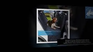 Dog Supplies Wholesale |Advenx