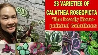 28 VARIETIES OF CALATHEA ROSEOPICTA + Identification of Calathea Roseopicta Varieties #calathea