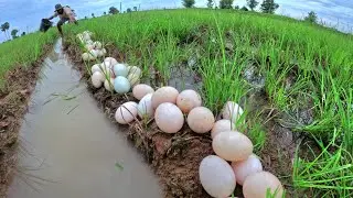 wow amazing farmer skills, pick duck eggs in rice field after the rain by hand