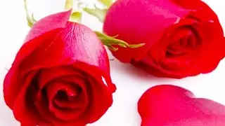 Valentine week special status ❤️ Happy Rose day 🌹 2021 valentine week special ❤️❤️  7 February 2021😘