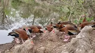 Black Bellied Whistling Ducks Fighting