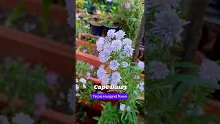 Purple Cape Daisy | Purple margaret flower.#garden #ourterracegarden #gardening #purplemargaret