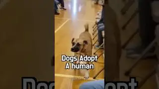 🐾🧠 There&rsquo;s a moment when they just know #animal #dog #adoption