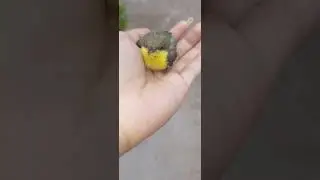 Olive backed sunbird baby.....