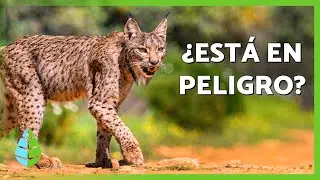 10 CURIOSIDADES sobre el LINCE IBÉRICO 🐱 | ¿Va a DESAPARECER?