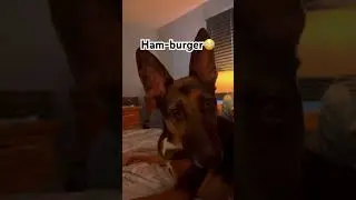 Ну, я чувствую себя намного лучше. #gsds #dogdad #dogmom #funnydogvideos #hamburger #depressed #d...