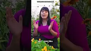 How Marigolds Can Protect Your Vegetable Garden