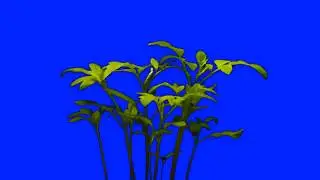 Growing Plants Timelapse (blue screen)