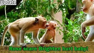 Monkey Rose scare little monkey Brighten bite her baby Brady by try look after baby with strict