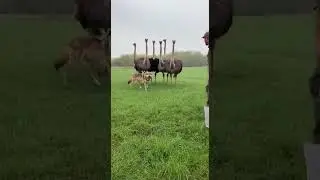 Can Ostriches Defend Their Chicks From a Wolf Surprising Tactics Revealed #wildlife #ostrich #nature