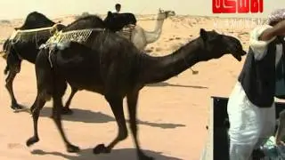 منقية الشيــخ ماجد فراج السبيعي اعداد فراج الفراعنهـ