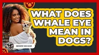 What Does Whale Eye Mean In Dogs?