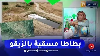 فضيحة مدوية في حصة طالع هابط ..مئات الهكتارات من البطاطا تُسقى بالزيڨو في عين الدفلى