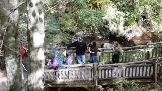 Bushkill Falls Engagement