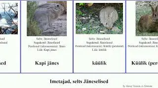 Imetajad, selts J&auml;neselised mammal Futuremono valgej&auml;nes hallj&auml;nes k&uuml;&uuml;lik Kreuzberg Kapi perekond