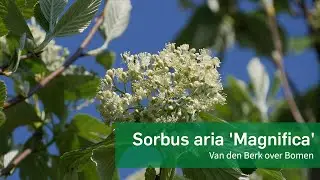 Sorbus aria 'Magnifica' - Van den Berk over Bomen