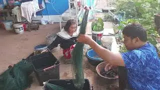 ช่วยกันเอากุ้งออก วันนี้ไม่ได้วิ่งไปขายมีคนมารับซื้อถึงบ้าน#จิตอาสา 