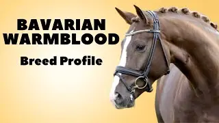 Bavarian Warmblood Horse Breed Profile History - Price - Characteristics - Training - Grooming