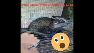Cara menjinakan musang pandan - 7 menit musang jadi jinak