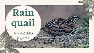 rain quail facts 🦆 black-breasted quail 🦆 found in the Indian Sub-continent and South-east Asia