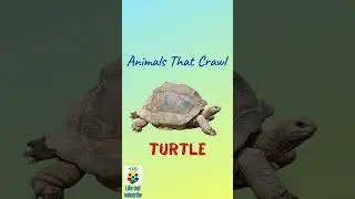What can animals do? Crawl. Animals That Crawl. Snake, crocodile, turtle, lizard, ant, snail, spider