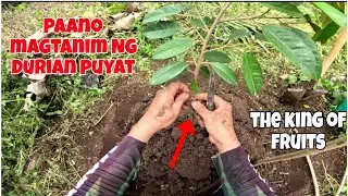 PAANO MAGTANIM NG DURIAN PUYAT.DURIAN FARMING.PUYAT VARIETY