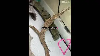 Mushu #reptiles  #fypシ  #pets