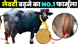 ये राज है गाय भैंस की  लेवटी बढ़ने का तरीका | How increase udder of cow / Buffalo udder size