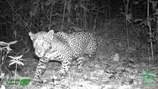 Doble Registro de Jaguar (Panthera onca) en c&aacute;mara trampa de Azinyahualco 🐅