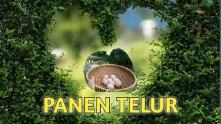 PANEN TELUR DAN RIVIEW KONDISI TERNAK